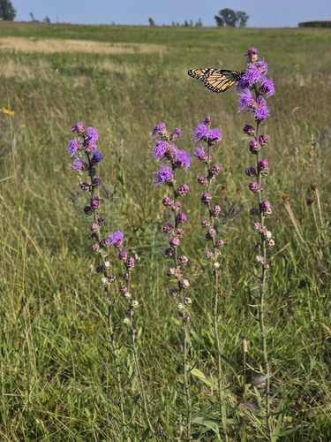 rough blazing star