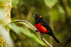 Scarlet-Bellied Mountain Tanager photo 2