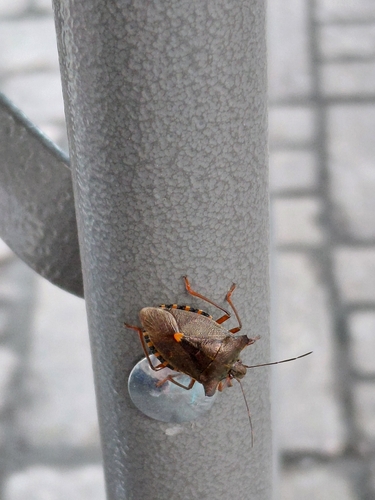 Forest Bug