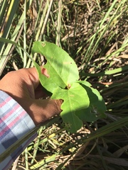 Muehlenbeckia sagittifolia