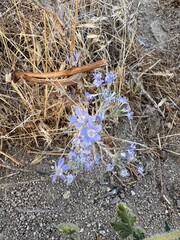(c) Jess Mullins, some rights reserved (CC BY) Eriastrum densifolium, photograph (c) Jess Mullins, some rights reserved (CC BY)