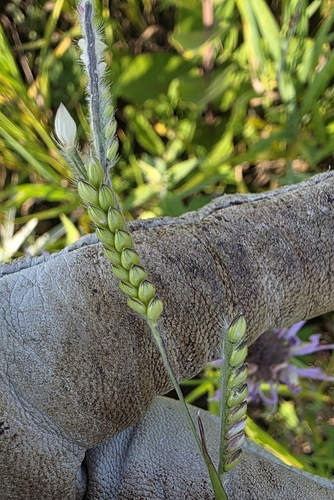Hairy Cupgrass