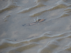 Macrophthalmus