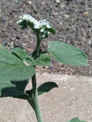 Heliotropium