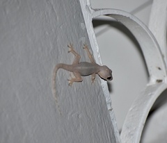 Hemidactylus mabouia