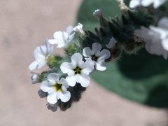 Heliotropium