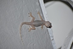 Hemidactylus mabouia