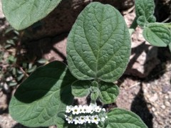 Heliotropium