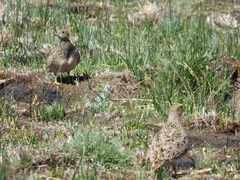 Thinocorus orbignyianus