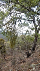 Phoradendron leucarpum tomentosum