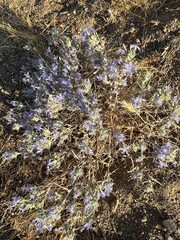 (c) Jess Mullins, some rights reserved (CC BY) Eriastrum densifolium, photograph (c) Jess Mullins, some rights reserved (CC BY)