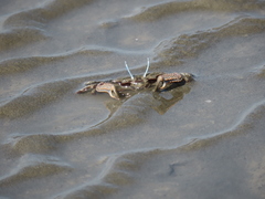 Macrophthalmus