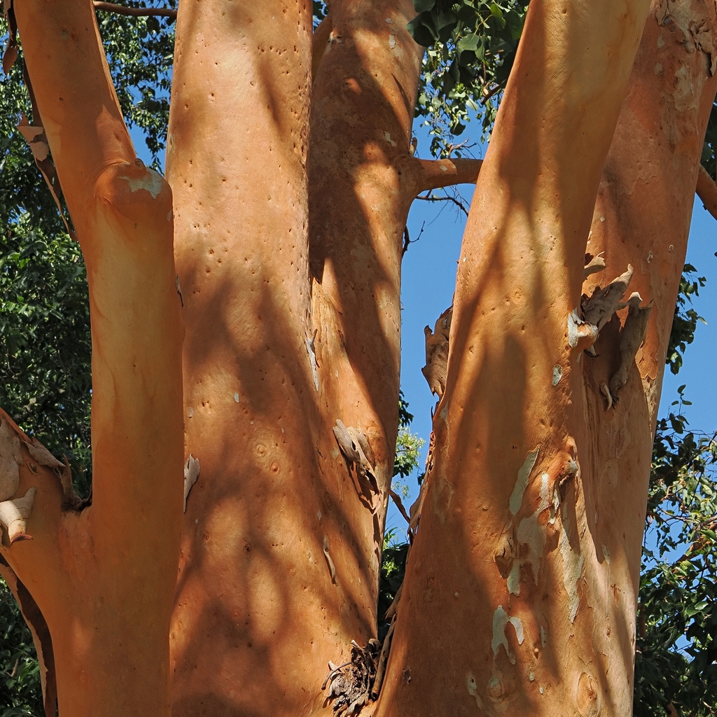 Eucalyptus bigalerita; photograph (c) Roland Muench, some rights reserved (CC BY)
