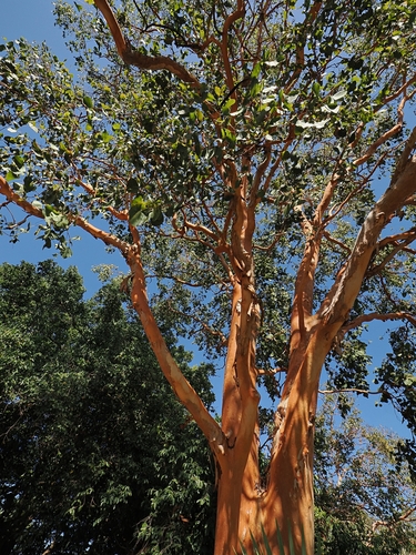 Eucalyptus bigalerita