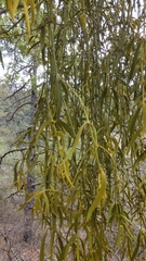 Phoradendron leucarpum tomentosum