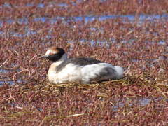 Podiceps gallardoi