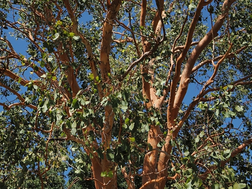 Eucalyptus bigalerita, photograph 2