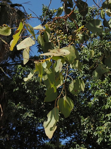 Eucalyptus bigalerita, photograph 3