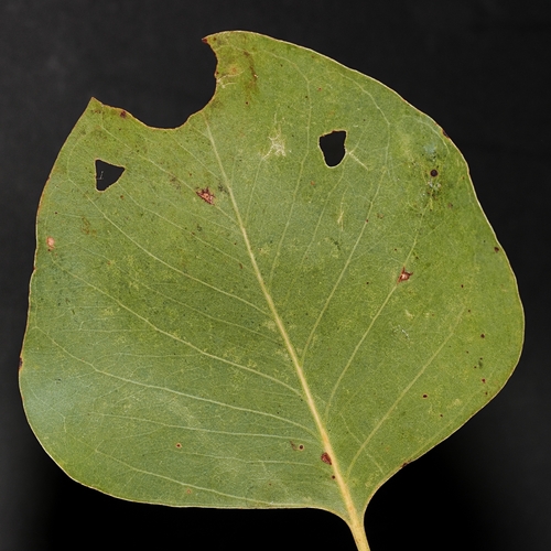 Eucalyptus bigalerita, photograph 4