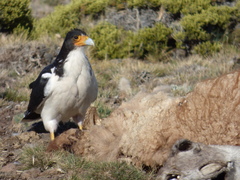 Daptrius albogularis