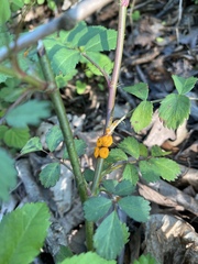 Phragmidium rosae-multiflorae