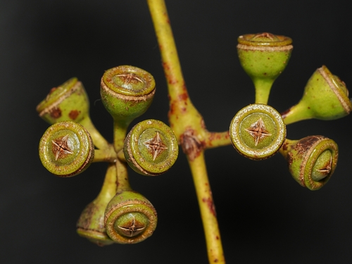 Eucalyptus bigalerita, photograph 5