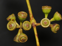 (c) Roland Muench, some rights reserved (CC BY) Eucalyptus bigalerita, photograph (c) Roland Muench, some rights reserved (CC BY)