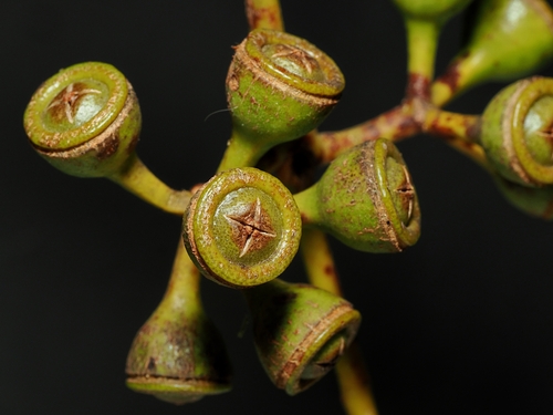 Eucalyptus bigalerita, photograph 6