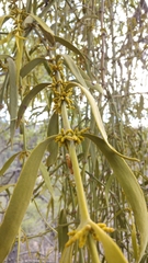 Phoradendron leucarpum tomentosum