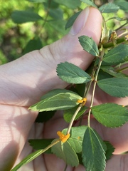 Phragmidium rosae-multiflorae