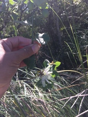 Passiflora misera