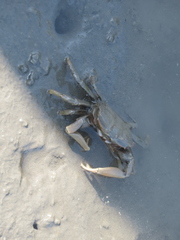 Macrophthalmus