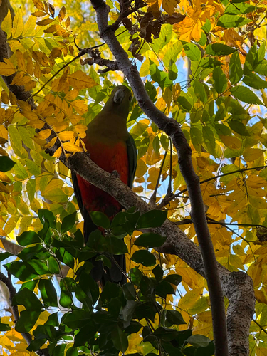 Australian King Parrot