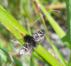 Adela trigrapha
