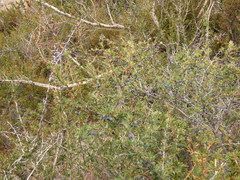 Berberis microphylla