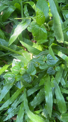 Pepper elder