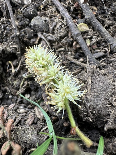 Weinmannia tomentosa, photograph 6
