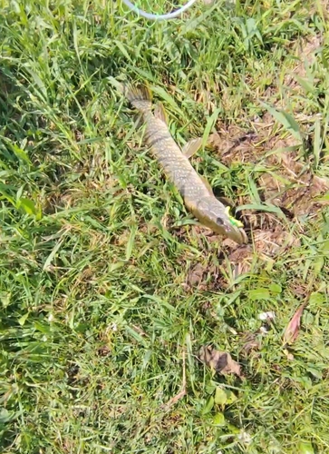 Northern Pike
