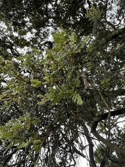 (c) Nicolás Baresch Uribe, some rights reserved (CC BY) Weinmannia tomentosa, photograph (c) Nicolás Baresch Uribe, some rights reserved (CC BY)