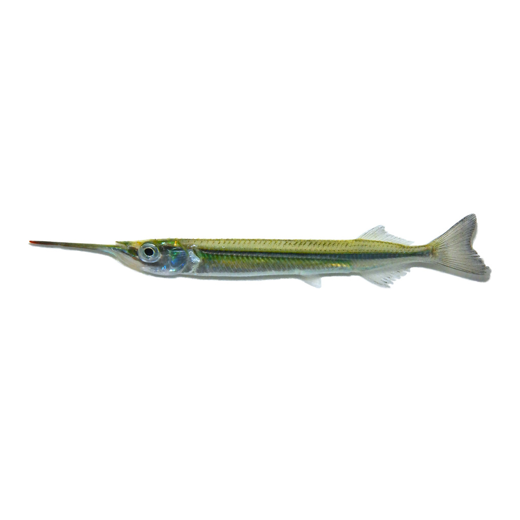 American Halfbeak