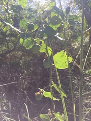 Passiflora misera