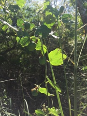 Passiflora misera