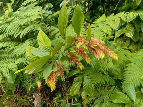 Flemingia strobilifera observed 2026-08-04