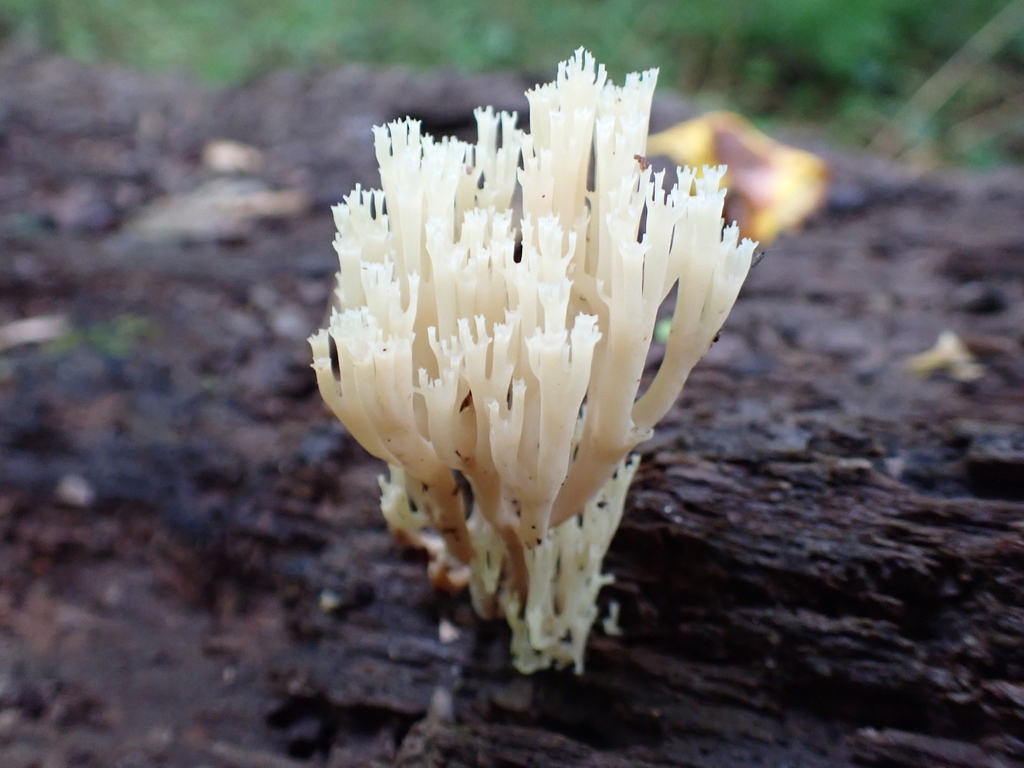 crown-tipped coral fungus · August 2026 · photo: Photo: (c) SReeser, some rights reserved (CC BY) · iNaturalist