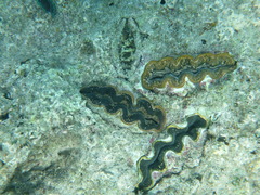 Tridacninae