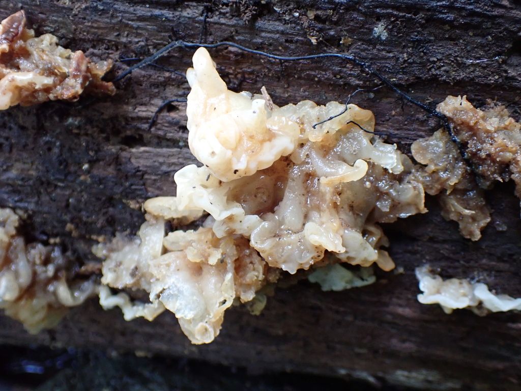 white jelly fungus · August 2026 · photo: Photo: (c) SReeser, some rights reserved (CC BY) · iNaturalist
