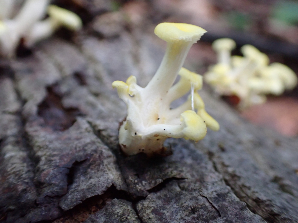 Golden Oyster Mushroom · August 2026 · photo: Photo: (c) SReeser, some rights reserved (CC BY) · iNaturalist