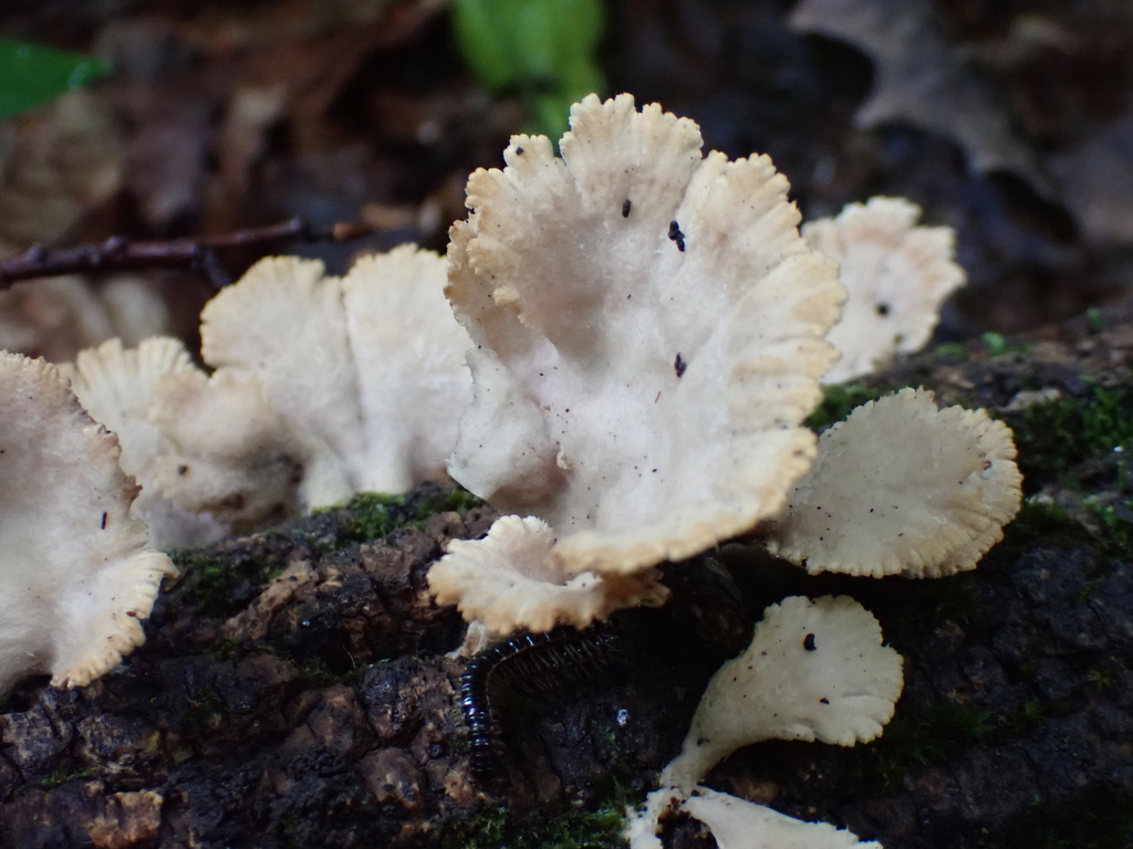 splitgill mushroom · August 2026 · photo: Photo: (c) SReeser, some rights reserved (CC BY) · iNaturalist