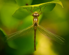 Autumn Meadowhawk