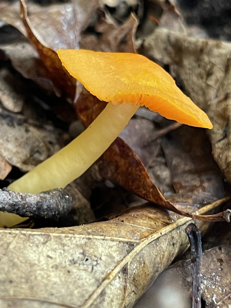 Orange-Gilled Waxcap — lead field view